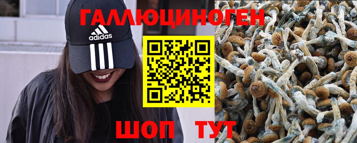 купить  сайты  Галлюциногенные грибы Cubensis  Вход с VPN  Вичуга  Галлюциногенные грибы Cubensis 